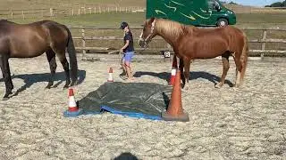 Tilly & Dolly and Hazel & Dancer pairs class