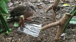 Catching A Bird Without Killing It - Bird Trap Using Water Bottle