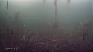 01/16/26 walleye and pike