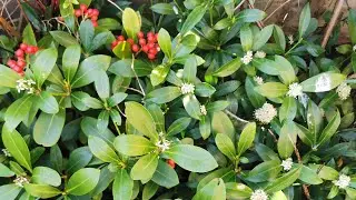 Skimmia japonica, one of the best hardy evergreen plant shrubs for shade in UK and USDA 6, 7, 8 & 9