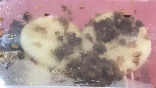 Chwee kueh street food singapore