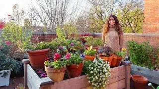 November Container Garden Tour | Rooftop Balcony Garden