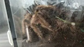 Pulling the Tliltocatl Albopilosum Nicaragua eggsac