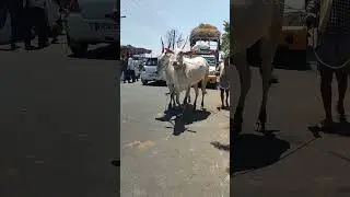 magadi cattal fair beutiful Hallikar ox
