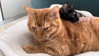 安心安全の茶トラ猫の背中