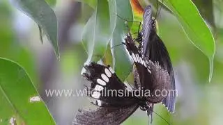 Common Mormon Swallowtail Butterfly pair mating