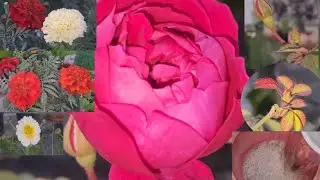 Liquid fertilizer for winter flowering plants 