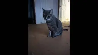 THE MEOWINGTONS