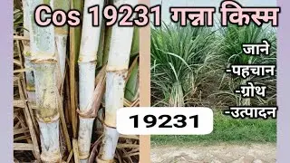 को. शा. 19231 गन्ना किस्म l जाने इसकी पहचान,ग्रोथ और उत्पादन l Cos 19231 sugarcane verity