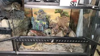 Pictus Gecko Set Up. 2 Different Options!