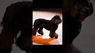 AI dog dancing!! #ai #dog #animals #cute #funny #fyp