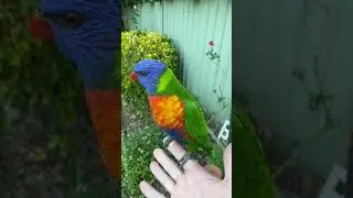 Friendly Rainbow Lorikeet  #lorikeet #rainbowlorikeet #birdsounds #cutebirds #australianparrots
