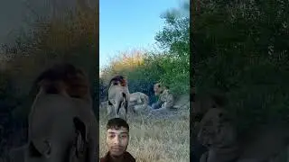 Unexpected Attack: Lions Pride on Leopard By info fact News