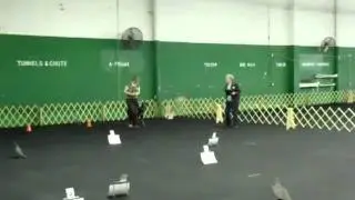 AKC Rally Novice B First Place