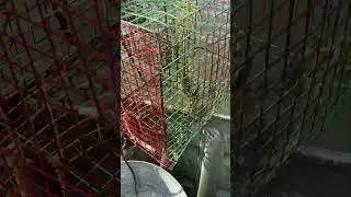 Лов синих крабов!!! Болотные люди!!! Жизнь в Луизиане!!! Жизнь на болотах!!!
