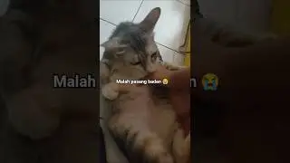 Kucing dan Anak Kecil, Kenapa bisa nurut ya? #shorts #video #kucing #anakanak