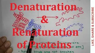 22. Denaturation and Renaturation of Proteins | Ribonuclease A | NEET MBBS CSIR NET