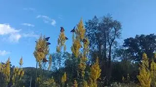 Monarch migration in Black Mountain NC Oct 3 2023