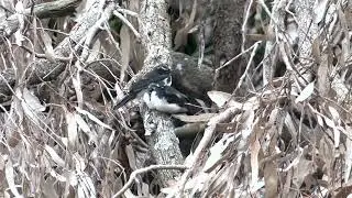 Delightful Willie Wagtail chicks perching together, being fed by their hard-working parent.