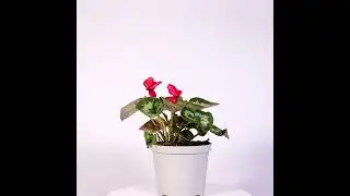 Cyclamen mare