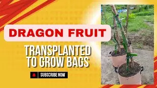Dragon Fruit Transplant to Grow Bags #asmrvideo #backyardgardening #dragonfruit #fruit