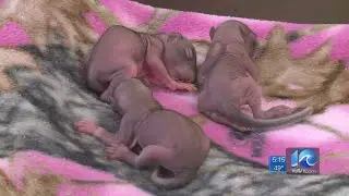 Squirrel breeding season leads to surge in local animal control calls