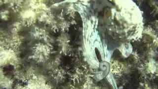 malta snorkeling