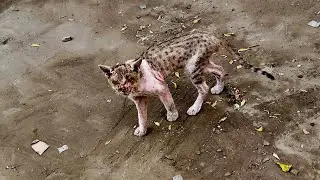 Rescued a blind cat who was in a very bad condition and close to death