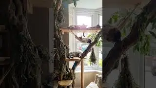 Cats enjoying the indoor catnip tree #catnip #cat #cats #british #catlife