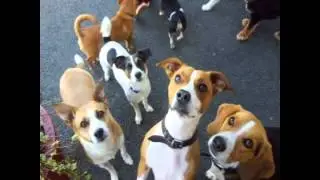 Doonane Dog Grooming & Boarding Kennels