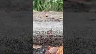 Ants Carrying a Bug! Teamwork in Action 🐜 #ants #bugs #bugslife