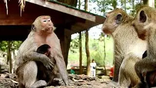 Great video of monkey family, Kind Jane family looks adorable and friendly