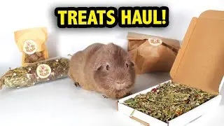 Exciting Guinea Pig Treat Haul - Cute Fur Baby Forage Review!