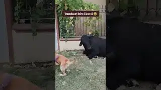#viralmix #funnydogvideos #funnyshorts #viralshort