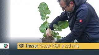 Jak przygotował się do tegorocznej zimy rzepak RGT Trezzor?  🌱🔎  Lustracja rzepak RAGT #rolnictwo