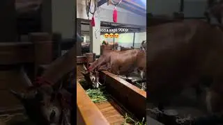 Pesona Sapi Baru Tim Gagak Rimang Sabeik Seharga 900 Juta Rupiah.