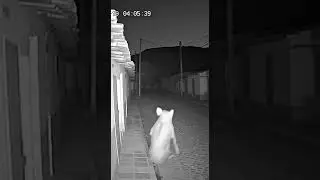 CCTV Caught a Pig Reacting to Paranormal Activity 😨🐖📹