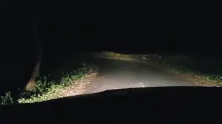 A herd of Wild Indian Gaur spotted grazing very close to road in Wayanad District.