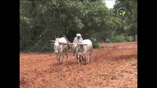 Cropping Plans & Crop Improvement in Dry Land Farming