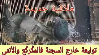 توليعة فكوبل #السيفيانوس_المغربي ملاقية جديدة #explore #المغرب #اكسبلور #سلالة_الأنيق 