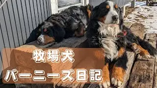 バーニーズ日記｜ヴェルサイユリゾートファーム