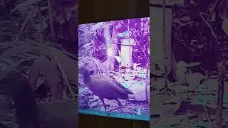 familia de saracura na ceva de paca