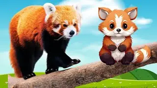 IL REGNO DEGLI ANIMALI - IL PANDA ROSSO: Caratteristiche, Curiosit&agrave;, Versi.