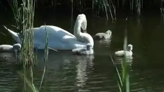 Vroege Vogels - Zwaan met kleintjes