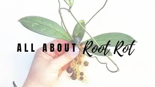 All About Root Rot