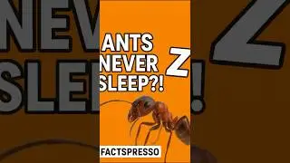 Ants never sleep?! 🐜 #facts