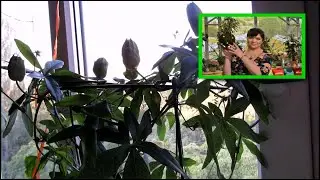 Что нужно для ЦВЕТЕНИЯ  ПАССИФЛОРЫ.