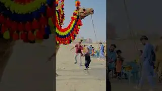 Bado badi bakra Eid Mubarak #ramadanonshorts2024 #summervibes #shorts