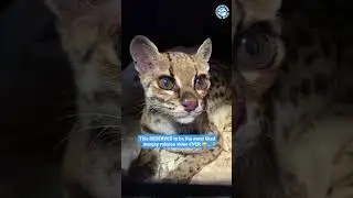 Epic Margay Wildcat Release #wildcat #animals