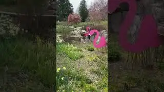Brookside Gardens #spring #maryland #shorts